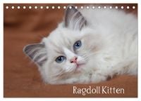 Produktbild: Ragdoll Kitten (Tischkalender 2027 DIN A5 quer), CALVENDO Monatskalender