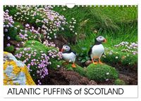 Produktbild: ATLANTIC PUFFINS OF SCOTLAND (Wall Calendar 2026 DIN A4 landscape), CALVENDO 12 Month Wall Calendar