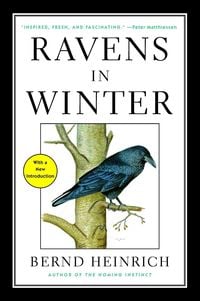 Bild vom Artikel Ravens in Winter vom Autor Bernd Heinrich