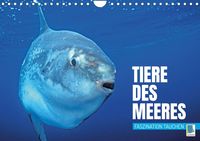 Bild vom Artikel Tiere des Meeres: Faszination Tauchen (Wandkalender 2023 DIN A4 quer) vom Autor Calvendo