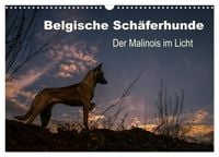 Produktbild: Belgische Sch&auml;ferhunde - Der Malinois im Licht (Wandkalender 2026 DIN A3 quer), CALVENDO Monatskalender