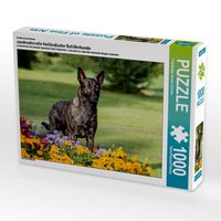 Produktbild: Ein Motiv aus dem Kalender ausdrucksvolle Holl&auml;ndische Sch&auml;ferhunde (Puzzle)