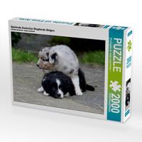 Produktbild: Spielende Australian Shepherds Welpen (Puzzle)