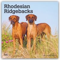 Produktbild: Rhodesian Ridgebacks &ndash; Rhodesian Ridgeback 2027 &ndash; 16-Monatskalender