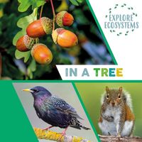 Produktbild: Explore Ecosystems: In a Tree
