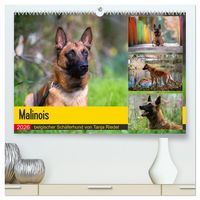 Produktbild: Malinois - belgischer Sch&auml;ferhund (hochwertiger Premium Wandkalender 2026 DIN A2 quer), Kunstdruck in Hochglanz