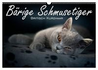 Produktbild: B&auml;rige Schmusetiger - Britisch Kurzhaar / CH-Version (Wandkalender 2027 DIN A3 quer), CALVENDO Monatskalender