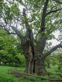 Produktbild: The Old Oak Tree