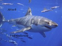 Produktbild: Attack