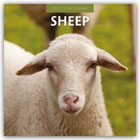 Produktbild: Sheep &ndash; Schafe 2027 &ndash; 16-Monatskalender