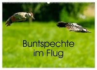 Produktbild: Buntspechte im Flug (Wandkalender 2027 DIN A2 quer), CALVENDO Monatskalender