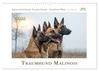 Produktbild: Traumhund Malinois (Wandkalender 2026 DIN A3 quer), CALVENDO Monatskalender