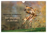 Produktbild: Belgischer Sch&auml;ferhund - Der Malinois in Action (Wandkalender 2027 DIN A4 quer), CALVENDO Monatskalender