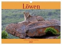 Produktbild: L&ouml;wen in Botswana und S&uuml;dafrika (Wandkalender 2027 DIN A3 quer), CALVENDO Monatskalender