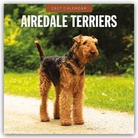 Produktbild: Airdale Terriers &ndash; Airdale Terrier 2027 &ndash; 16-Monatskalender