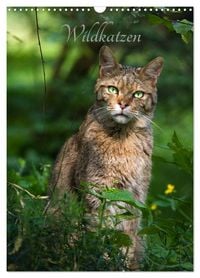 Produktbild: Wildkatzen - scheue J&auml;ger (Wandkalender 2026 DIN A3 hoch), CALVENDO Monatskalender