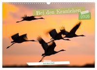 Produktbild: Bei den Kranichen (Wandkalender 2026 DIN A3 quer), CALVENDO Monatskalender