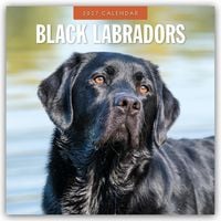 Produktbild: Black Labrador Retrievers &ndash; Schwarze Labrador Retriever 2027 &ndash; 16-Monatskalender