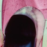 Produktbild: Opuntia