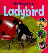 Produktbild: Life Cycle of a Lady Bird