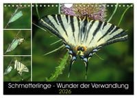 Produktbild: Schmetterlinge - Wunder der Verwandlung (Wandkalender 2026 DIN A4 quer), CALVENDO Monatskalender