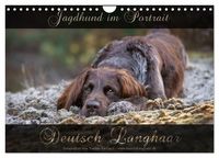 Produktbild: Jagdhund im Portrait - Deutsch Langhaar (Wandkalender 2026 DIN A4 quer), CALVENDO Monatskalender