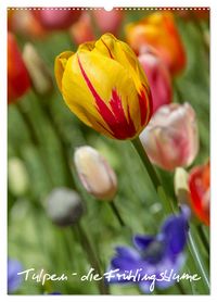 Produktbild: Tulpen - die Fr&uuml;hlingsblume (Wandkalender 2026 DIN A2 hoch), CALVENDO Monatskalender