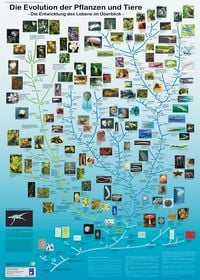 Produktbild: Die Evolution der Pflanzen und Tiere