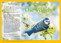 Produktbild: Natur-Kamishibai / Kamishibai / Natur-Kamishibai - Die V&ouml;gel