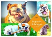 Produktbild: Dicke Freunde. Englische Bulldoggen (Wandkalender 2027 DIN A3 quer), CALVENDO Monatskalender