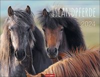 Bild vom Artikel Islandpferde Kalender 2024. Fotokalender mit Porträts der charaktervollen Pferderasse. Großer Wandkalender von Sabine Stuewer. 44x34 cm Querformat vom Autor Sabine Stuewer