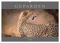 Produktbild: Geparden - Die Sch&ouml;nheiten Afrikas (Wandkalender 2026 DIN A2 quer), CALVENDO Monatskalender