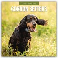 Produktbild: Gordon Setters &ndash; Gordon Setter 2027 &ndash; 16-Monatskalender