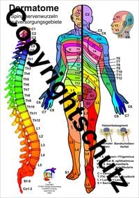 Produktbild: Dermatome der Spinalnerven