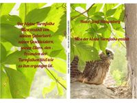 Produktbild: Mica der kleine Turmfalke erz&auml;hlt