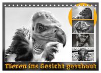 Produktbild: Tieren ins Gesicht geschaut (Tischkalender 2027 DIN A5 quer), CALVENDO Monatskalender