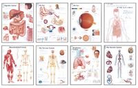 Produktbild: Scientific Publishing: Human Anatomy Chart Pack