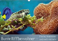 Produktbild: Bunte Riffbewohner - Fische, Anemonen und noch viel mehr (Wandkalender immerw&auml;hrend DIN A3 quer)