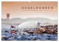 Produktbild: Kegelrobben - Die Kegelrobben von Helgoland (Wandkalender 2026 DIN A2 quer), CALVENDO Monatskalender