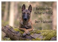 Produktbild: Belgischer Sch&auml;ferhund - Der Malinois (Wandkalender 2026 DIN A2 quer), CALVENDO Monatskalender