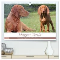 Produktbild: Magyar Vizsla - Vielseitiger Jagdhund mit Familienanschluss (hochwertiger Premium Wandkalender 2027 DIN A2 quer), Kunstdruck in Hochglanz