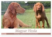 Produktbild: Magyar Vizsla - Vielseitiger Jagdhund mit Familienanschluss (Wandkalender 2027 DIN A4 quer), CALVENDO Monatskalender