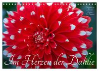 Produktbild: Im Herzen der Dahlie (Wandkalender 2026 DIN A4 quer), CALVENDO Monatskalender