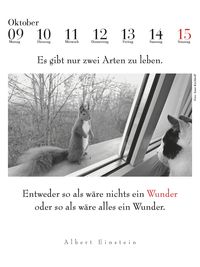 Der literarische Katzenkalender 2024