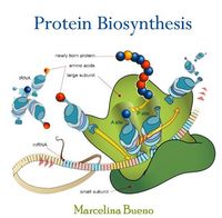 Produktbild: Protein Biosynthesis