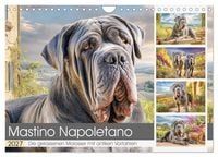 Produktbild: Mastino Napoletano. Die gelassenen Molosser mit antiken Vorfahren (Wandkalender 2027 DIN A4 quer), CALVENDO Monatskalender
