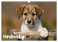 Produktbild: Hundewelpen (Wandkalender 2027 DIN A3 quer), CALVENDO Monatskalender