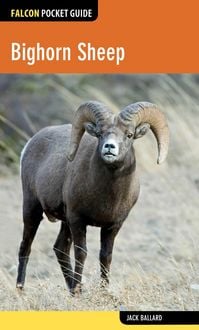 Produktbild: Bighorn Sheep