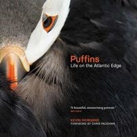 Bild vom Artikel Puffins vom Autor Kevin Morgans
