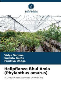 Produktbild: Heilpflanze Bhui Amla (Phylanthus amarus)
